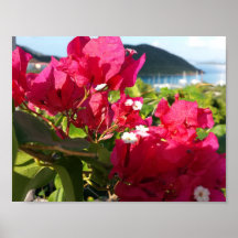 Caraïbisch roze Bougainvillea