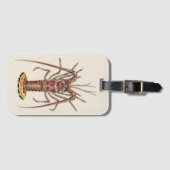 Caraïbisch Spiny Lobster Bagagelabel (Voorkant (horizontaal))
