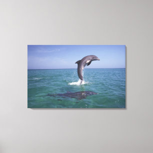 Caraïbisch, Tuimelaar Canvas Afdruk