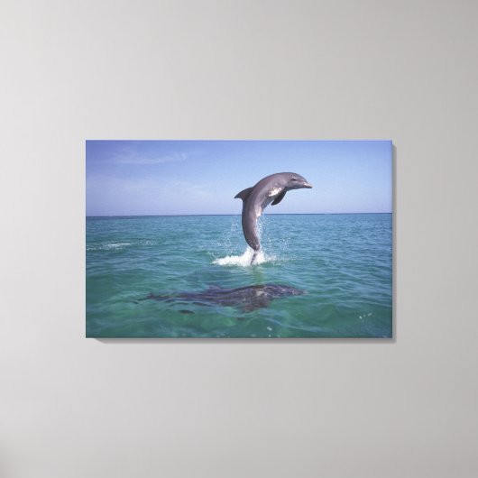 Caraïbisch, Tuimelaar Canvas Afdruk (Voorkant)