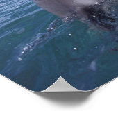 Caraïbisch, Tuimelaar Poster (Hoek)