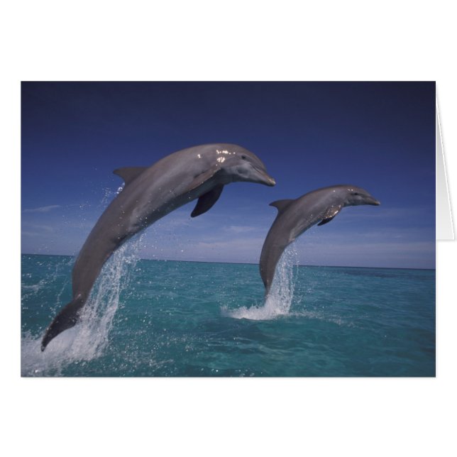 Caraïbisch, Tuimelaars Tursiops (Voorkant Horizontaal)