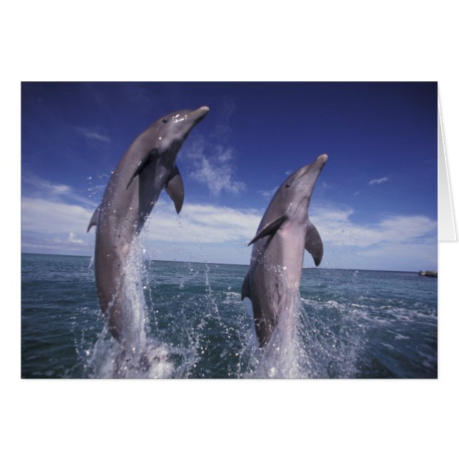 Caraïbisch, Tuimelaars Tursiops (Voorkant Horizontaal)