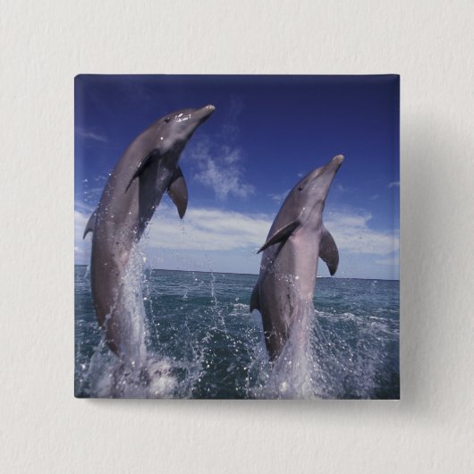 Caraïbisch, Tuimelaars Tursiops Vierkante Button 5,1 Cm (Voorkant)
