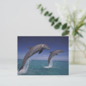 Caraïbisch, Tursiops Briefkaart (Staand voorkant)