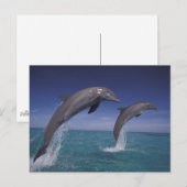 Caraïbisch, Tursiops Briefkaart (Voorkant / Achterkant)