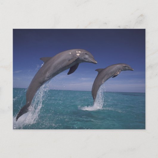 Caraïbisch, Tursiops Briefkaart (Voorkant)