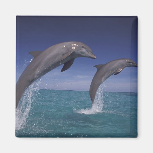 Caraïbisch, Tursiops Magneet (Voorkant)