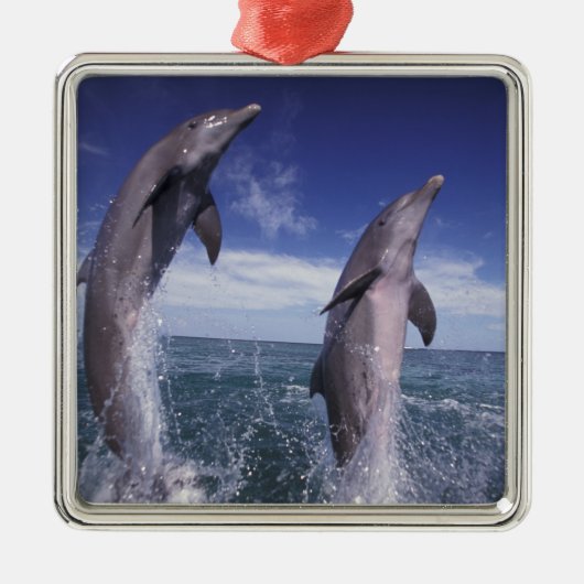 Caraïbisch, Tursiops Metalen Ornament (Voorkant)
