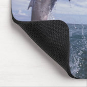 Caraïbisch, Tursiops Muismat (Hoek)