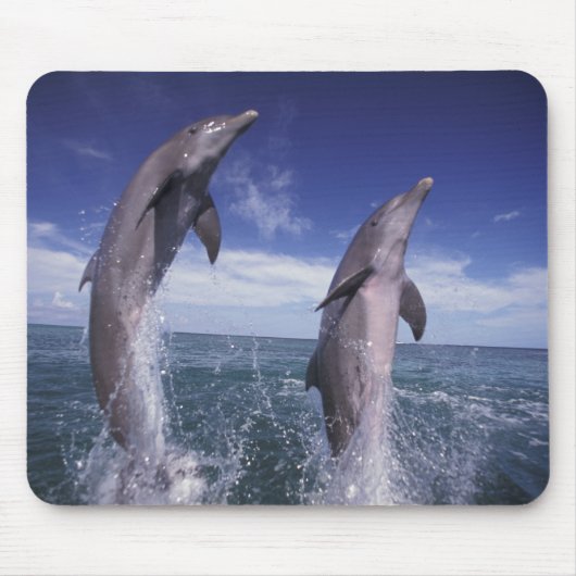 Caraïbisch, Tursiops Muismat (Voorkant)