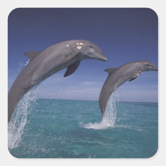 Caraïbisch, Tursiops Vierkante Sticker (Voorkant)