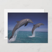 Caraïbische dolfijnen in de vorm van bottelaars briefkaart (Voorkant / Achterkant)
