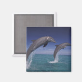 Caraïbische dolfijnen in de vorm van bottelaars magneet (Voorkant / Achterkant)