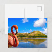 Caraïbische flamingo in St Kitts Briefkaart (Voorkant / Achterkant)