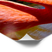 Caraïbische flamingo in St kitts canvas Perfect Poster (Hoek)