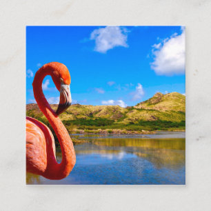 Caraïbische flamingo in St Kitts Informatiekaartje