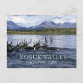 Caraïbische migratie over de Kobuk-rivier, Alaska Briefkaart (Voorkant)