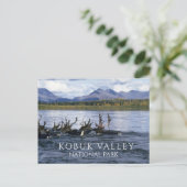 Caraïbische migratie over de Kobuk-rivier, Alaska Briefkaart (Staand voorkant)