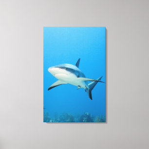 Caraïbische rifhaai (Carcharhinus perezi) Canvas Afdruk