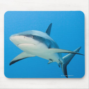 Caraïbische rifhaai (Carcharhinus perezi) Muismat