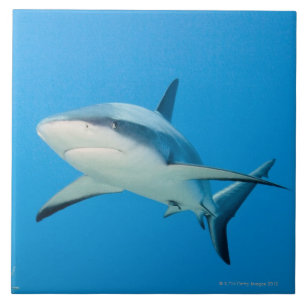 Caraïbische rifhaai (Carcharhinus perezi) Tegeltje