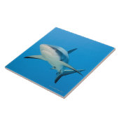 Caraïbische rifhaai (Carcharhinus perezi) Tegeltje (Zijkant)