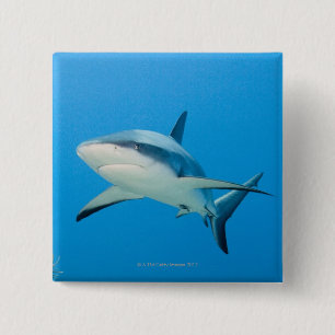 Caraïbische rifhaai (Carcharhinus perezi) Vierkante Button 5,1 Cm
