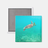 caraïbische schildpad magneet (Voorkant / Achterkant)