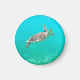 caraïbische schildpad magneet