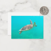caraïbische schildpad notitiekaartje (Voorkant / Achterkant in situ)