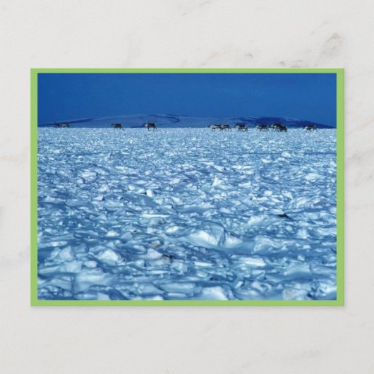 Caraïbische sneeuwpopje briefkaart (Voorkant)