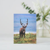 Caraïre of rendier | Nationaal park Denali, Alaska Briefkaart (Staand voorkant)