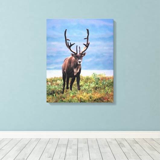 Caraïre of rendier | Nationaal park Denali, Alaska Canvas Afdruk (Insitu (Houten vloer))