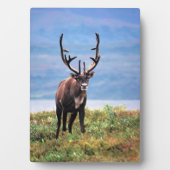 Caraïre of rendier | Nationaal park Denali, Alaska Fotoplaat (voorkant)