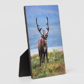 Caraïre of rendier | Nationaal park Denali, Alaska Fotoplaat (Zijkant)