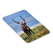 Caraïre of rendier | Nationaal park Denali, Alaska Magneet (Rechterzijde)