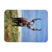 Caraïre of rendier | Nationaal park Denali, Alaska Magneet (Horizontaal)