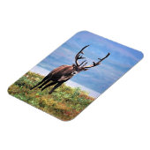 Caraïre of rendier | Nationaal park Denali, Alaska Magneet (Linkerzijde)