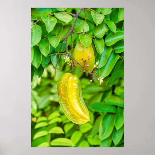 Carambola Poster (Voorkant)
