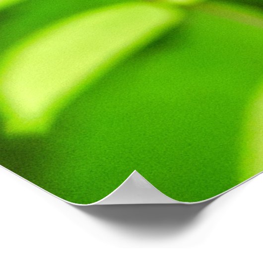 Carambola Poster (Hoek)