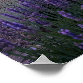 Caramel Lavender Paarse Huis Yard Poster (Hoek)