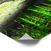 Carboniferous Fern Poster (Hoek)