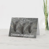 Carcharocles megalodon kaart (Voorkant)