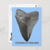 Carcharocles megalodon tand briefkaart (Voorkant / Achterkant)