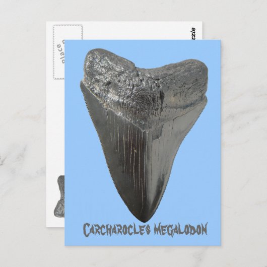 Carcharocles megalodon tand briefkaart (Voorkant / Achterkant)