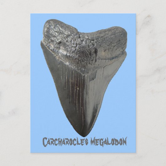Carcharocles megalodon tand briefkaart (Voorkant)