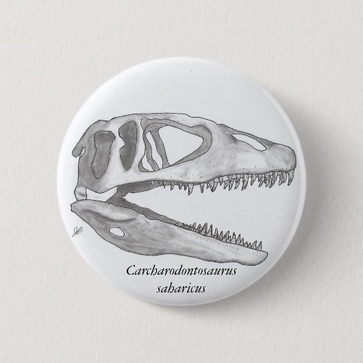 Carcharodontosaurus saharicus schedelknop ronde button 5,7 cm (Voorkant)