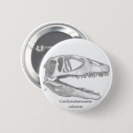 Carcharodontosaurus saharicus schedelknop ronde button 5,7 cm (Voorkant /achterkant)