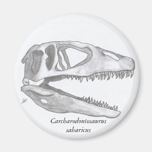 Carcharodontosaurus saharicus schedelmagneet magneet
